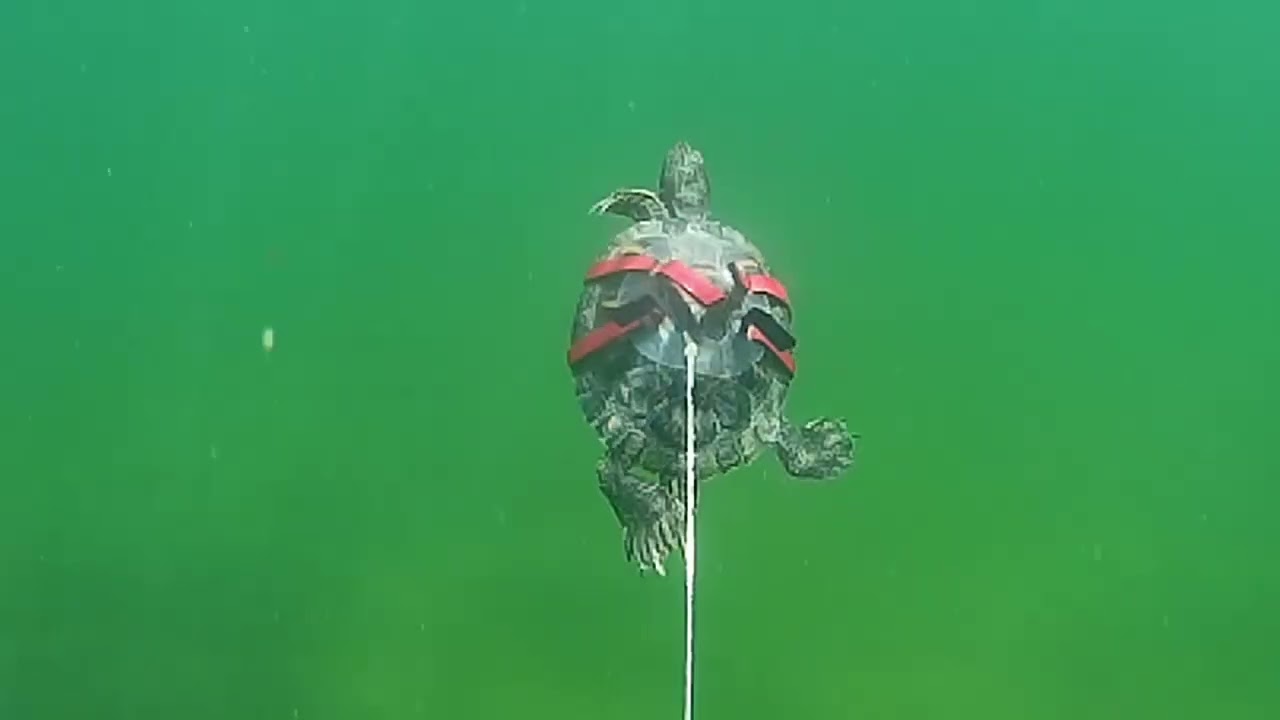 Встреча с местными