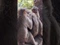 Monkey🐒grooming #monkey #wildlife #funnyvideo #funnyshorts #newshort  #monkeyfunnyshort #monkeylove