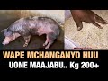 NGURUWE NI BIASHARA YENYE PESA ZINGATIA LISHE BORA WAPE MCHANGAYO HUU UTASHANGAA MATOKEO YAKE