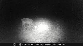 Tierbilder in der Wildnis (Hunter Images)