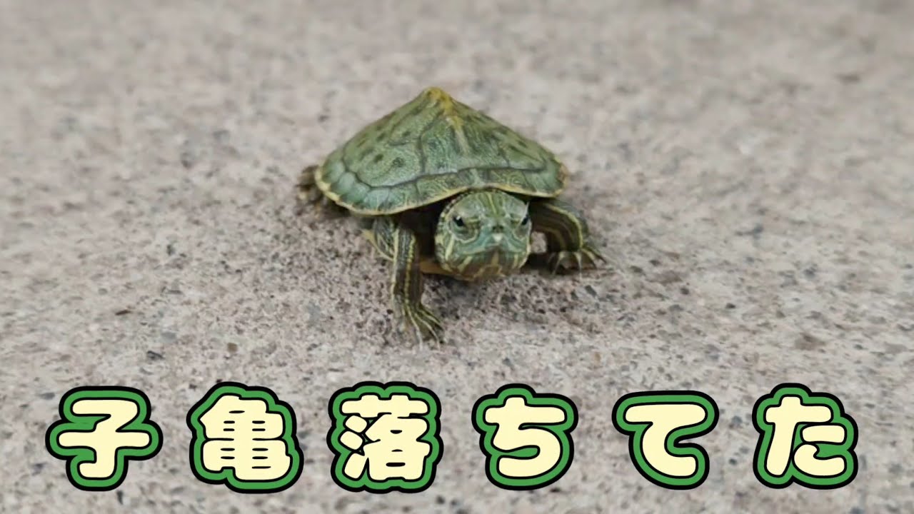 【子亀落ちてた】道路の真ん中に もの凄く小さな亀が居ました 20240712、カラス&四つ脚カルテット - YouTube