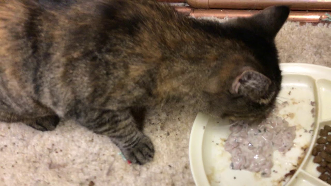 Tippy, Flopsy, Mopsy (older video) YouTube