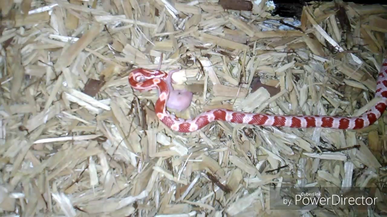 camera iphone 8 plus apk Snake Feed