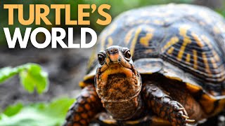 The Incredible World of Turtles: Secrets of Ancient Survivors Revealed!