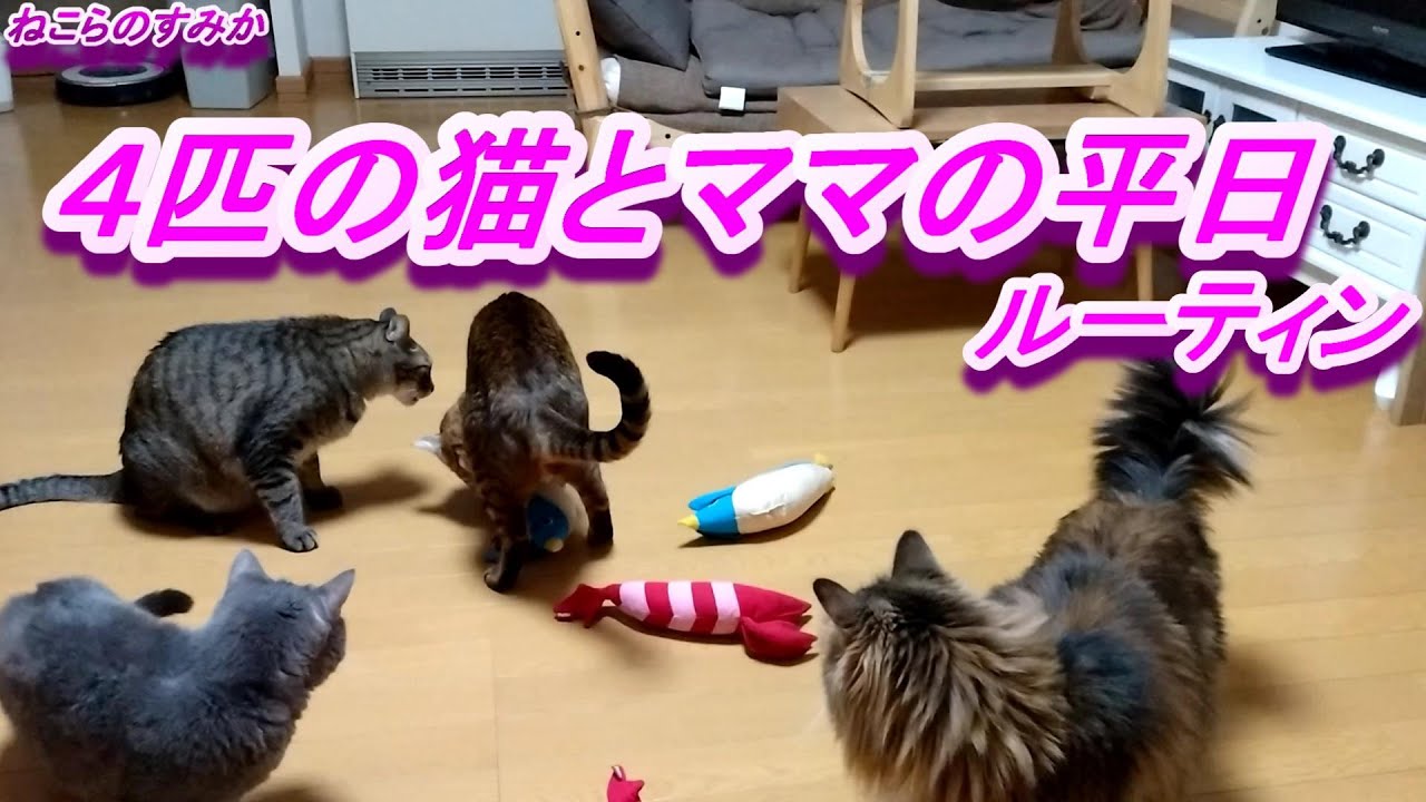 集まればケンカばかりの猫多頭飼い平日ルーティン けりぐるみ買ってみた Youtube