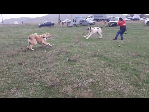 Video: Иттердин кол салуусунан кантип коргонсо болот