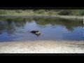 Field Spaniel Hunting Major at 12.5 Years Old Calico Field Spaniels の動画、YouTube動画。