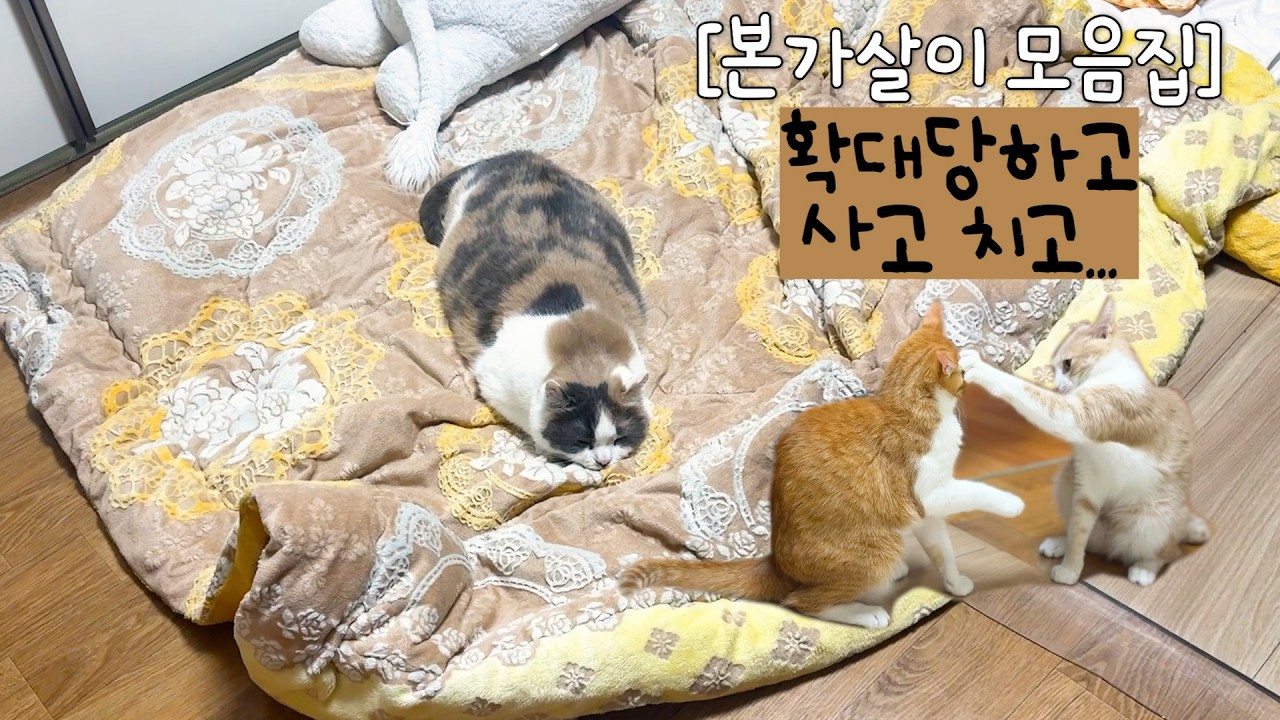 [몰아보기] 6개월만에 간 할미집에서 살림 거덜내고 온 냥손주 셋