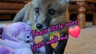 Cuteness overload😍 #fox #wildlife #cuteanimals #cute #squirrel #viral #vlog #fyp #nightlife #mylife