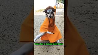 funny dog video 😂 #shorts #dog #animals #usa