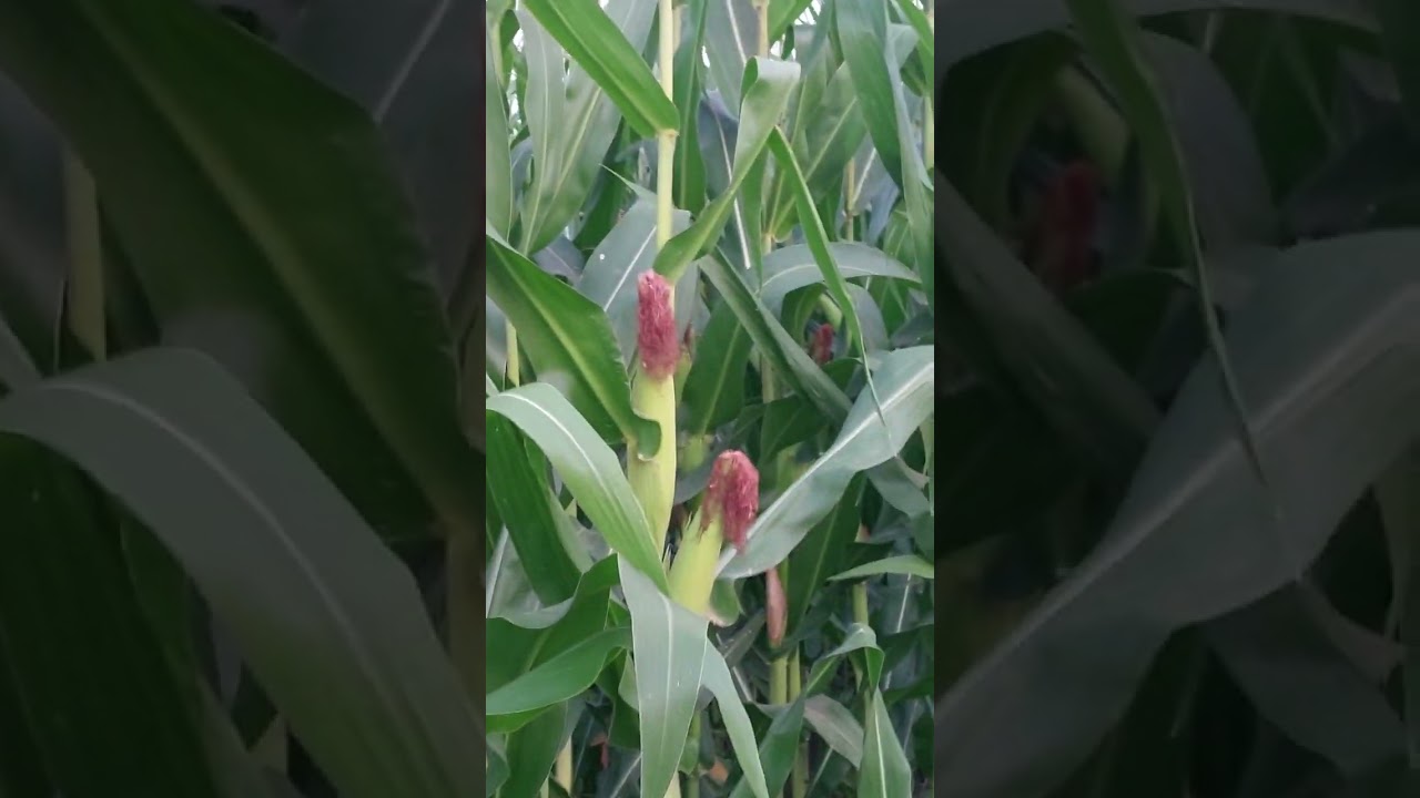 ХИТОЙ МАККА УРУГИ СИЛОС ВА ДОН УЧУН 90 КУНЛИК. МУРОЖАТ УЧУН +998337727245.