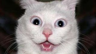 The 9 Most Unexpected Animal Sounds