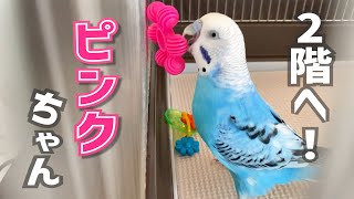 なんとしてもピンクちゃんを２階へ連れて行きたいインコ