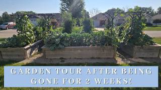 1st time visiting my garden in 2 weeks!