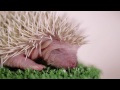 CLOSE UP - Baby Hedgehogs