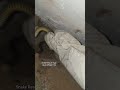 Snake Rescuer Ajay Bhilai