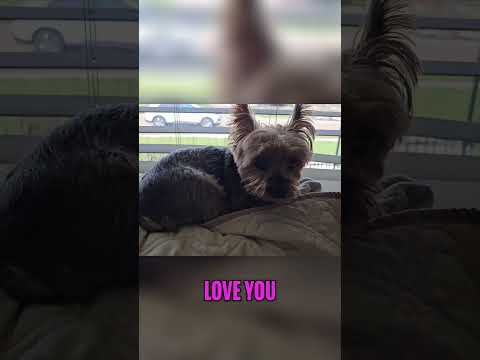 I Love My Yorkie! ❤️