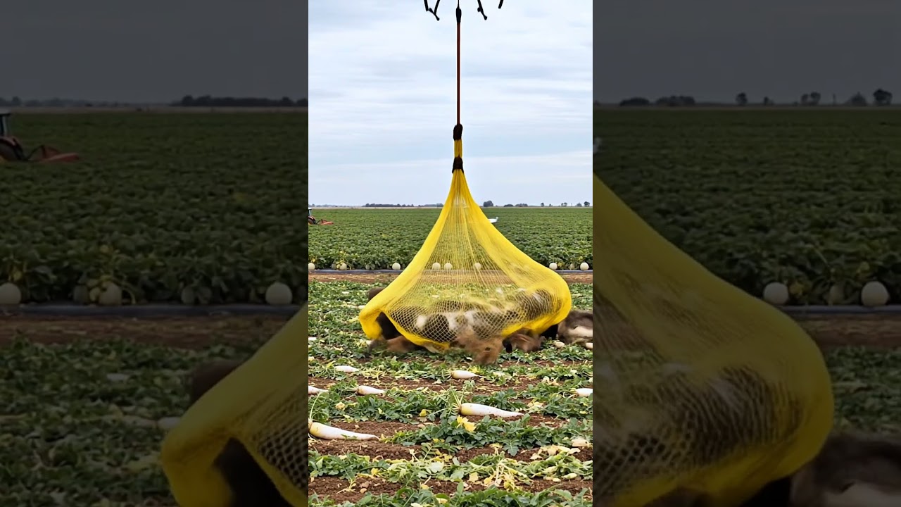 Advanced Drone Captures Wild Boar Herd in Farmland!