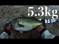 衝撃のおかっぱり5キロオーバー捕獲!!!!!余裕のロクマル10ポンドオーバー!bassfishing【11.5LB over Megaton bass!!】