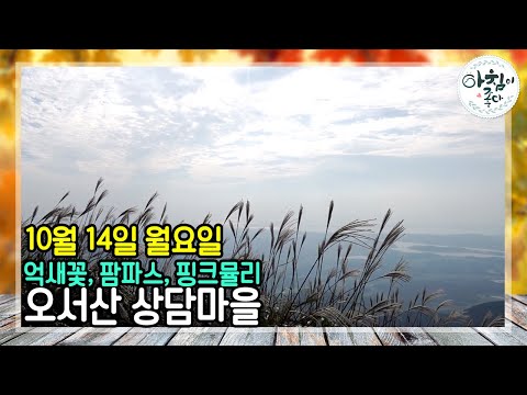 억새꽃 만개한 오서산으로 오세요 | 생방송 아침이좋다 | 10월 14일