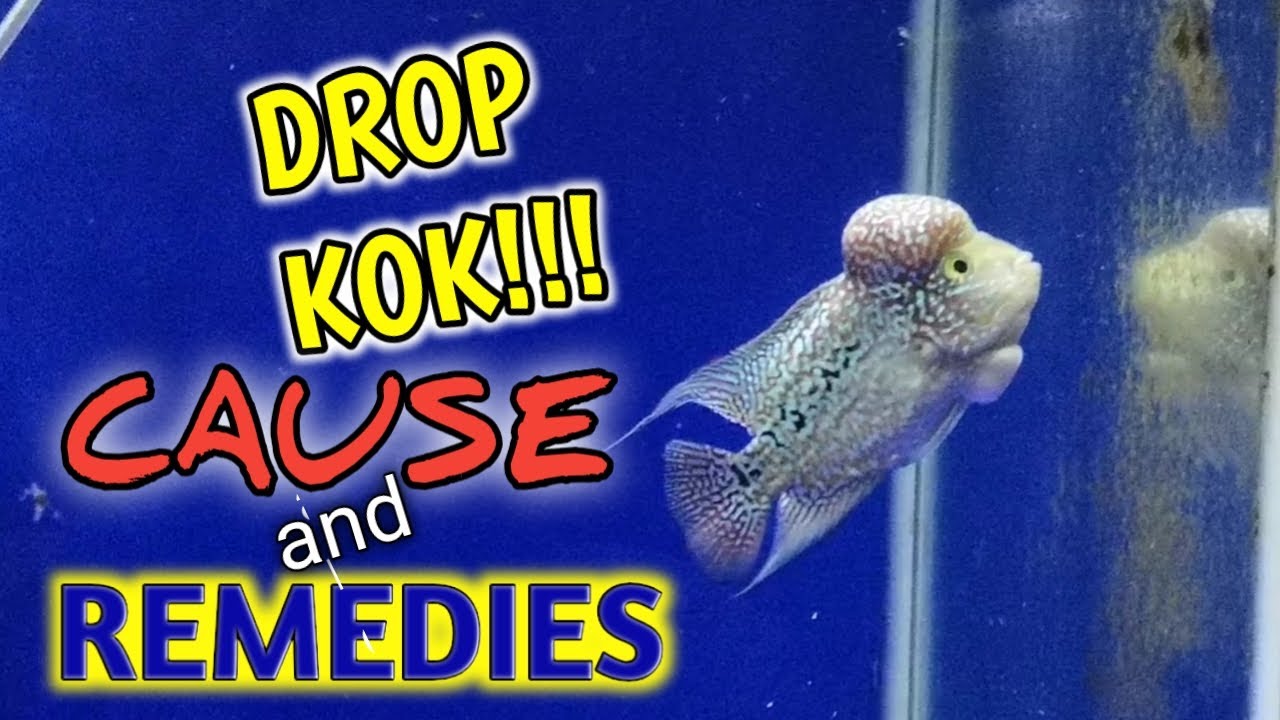 DROP KOK CAUSE AND REMEDIES || ALLAN SOLETA