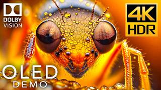 OLED TEST DEMO | 4K HDR 60fps | Dolby Vision (8K / 4K TV)