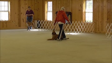 Rally II - Moving Down Walk Around - 05/14/2017