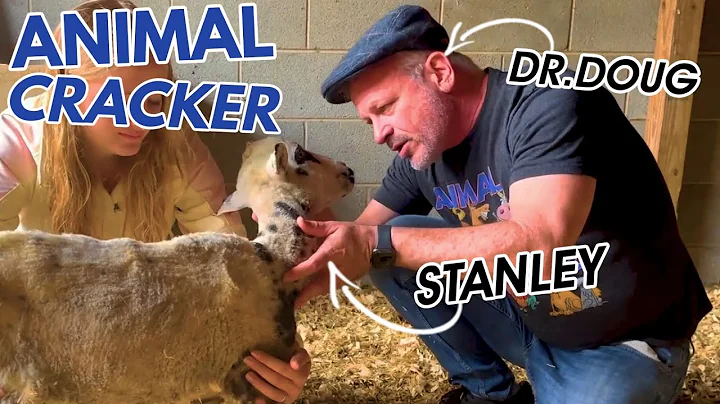 SPECIAL CASE: STANLEY THE SHEEP W/ A BENT NECK  *W...