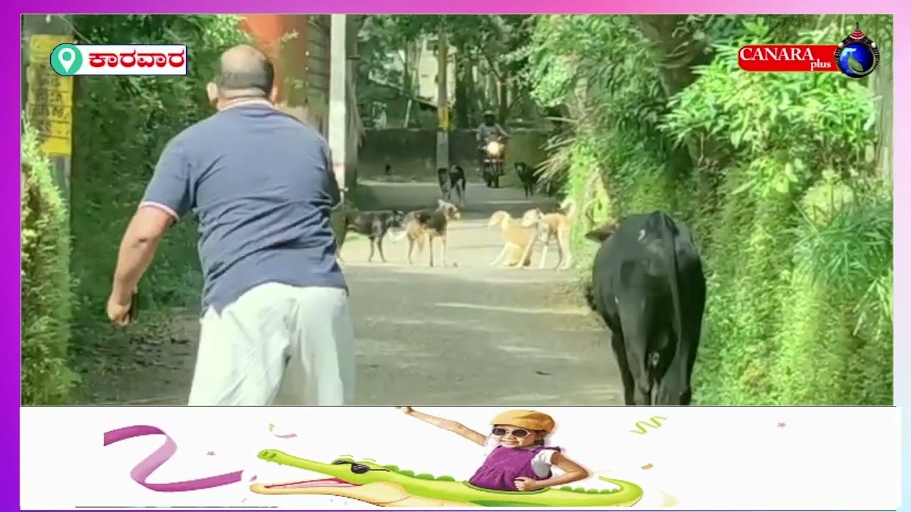 ಕಾರವಾರ ನಗರದಲ್ಲಿ ಹೆಚ್ಚಾದ ಬೀದಿ ನಾಯಿಗಳ ಅಟ್ಟಹಾಸ