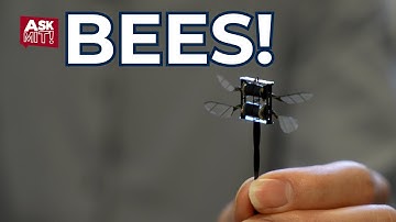 Ask MIT: Why do bees fly?