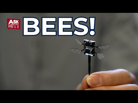 Ask MIT: Bees! with Professor Kevin Chen - YouTube
