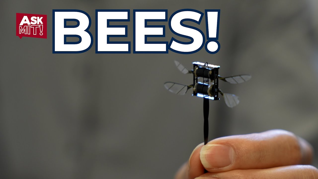 Ask MIT: Why do bees fly?