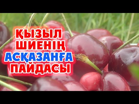 Бейне: Шие шұңқырлары не үшін пайдалы?