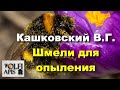 #Кашковский В. Г. Шмели для опыления