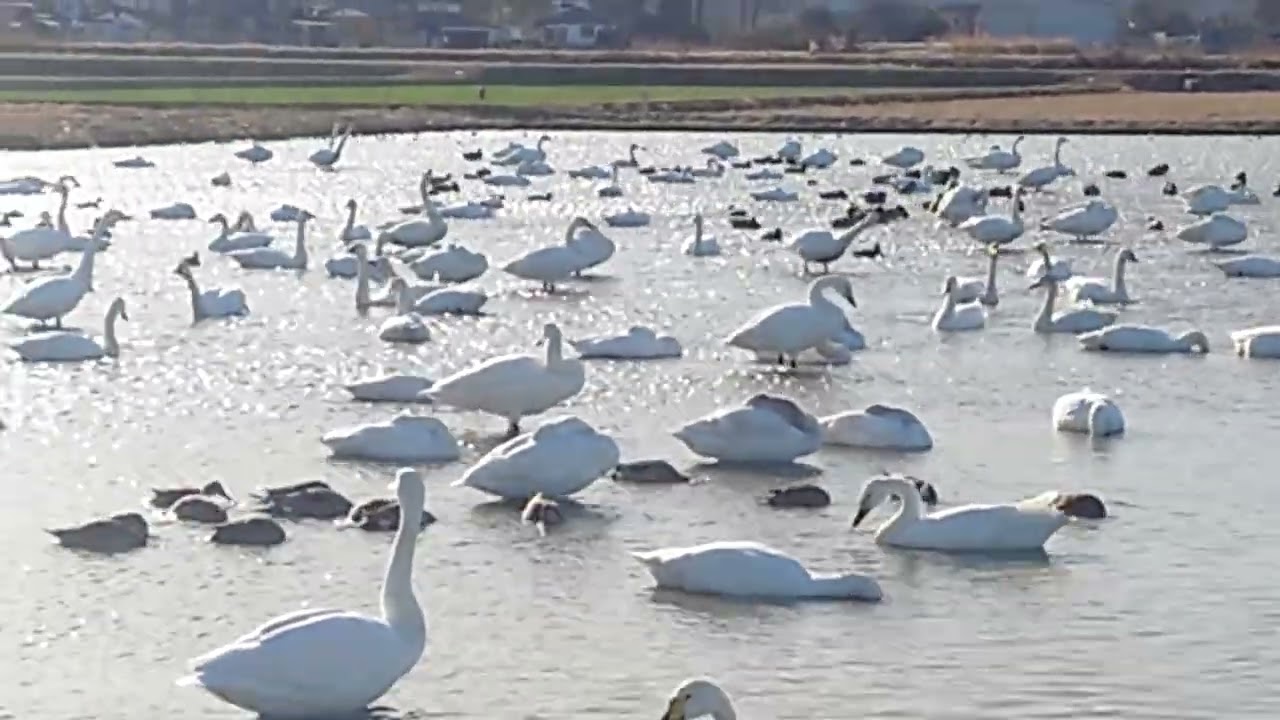神川飛来地の白鳥さん