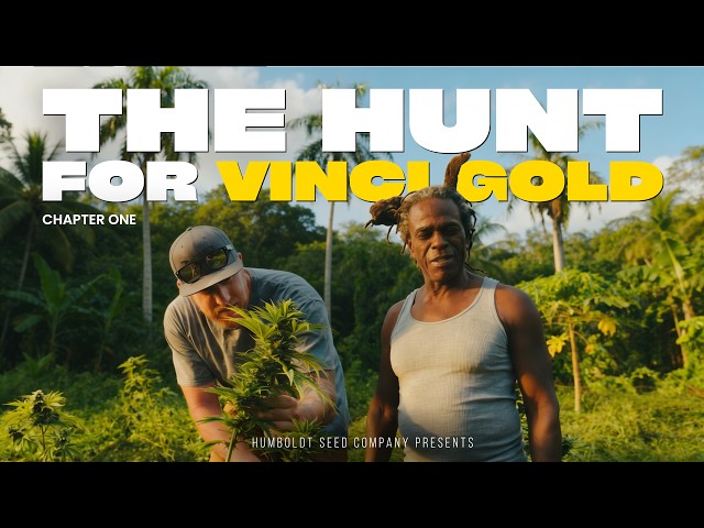 The Hunt for a LOST Caribbean Landrace SATIVA | St. Vincent Pheno Hunt – Chapter One