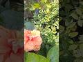 इस गर्मी एक पौधा.जरूर लगाए  #gardening  #plants  #summer #short #ytshorts