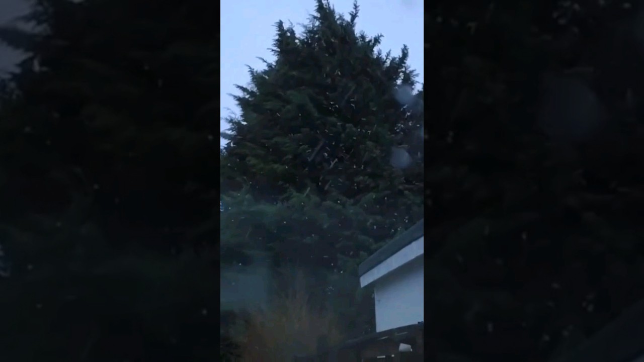 Snowflakes ❄️☃️🌨