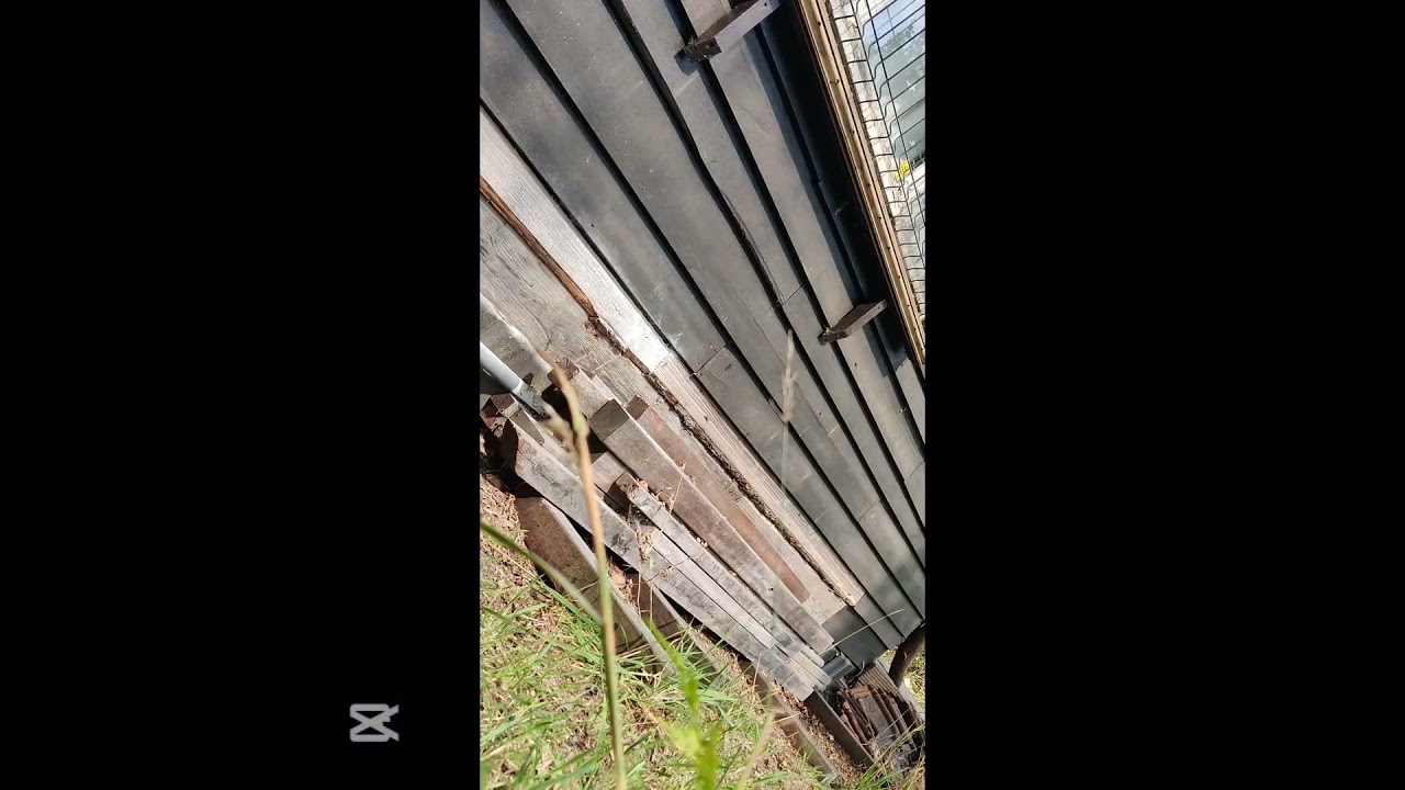 Nest Europese hoornaar