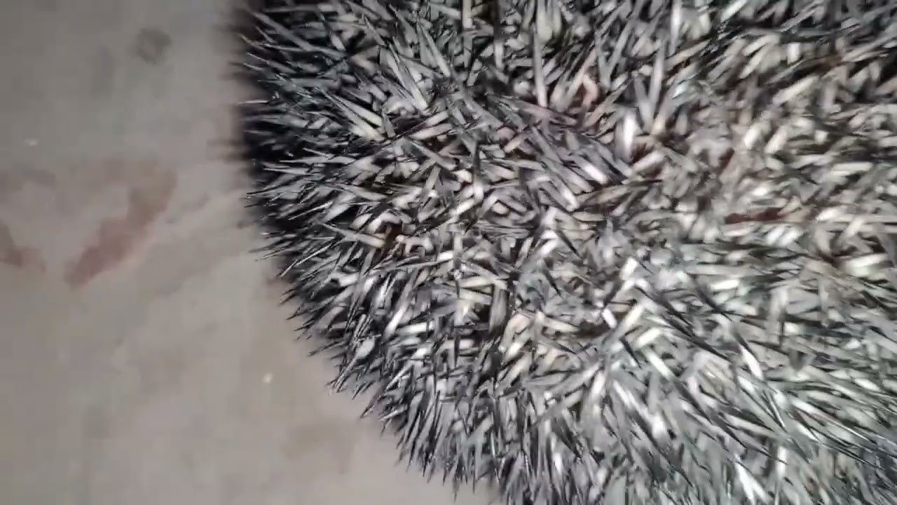 tell me the name what ur knowledge about animal