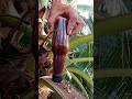 fresh morning coconut wine toddy produc only