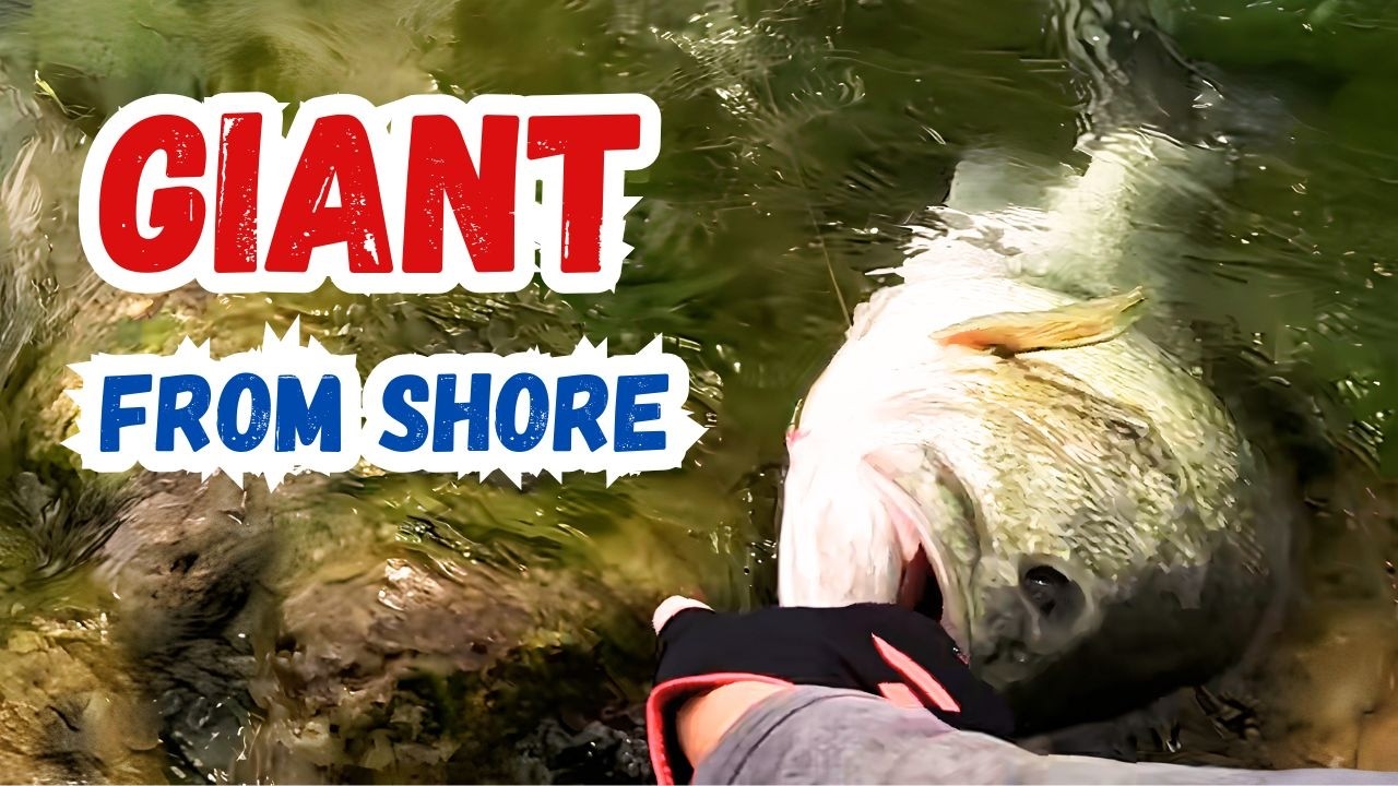 I Caught This Giant From the Bank with Japanese Finesse I Caught This Giant From the Bank with Japanese Finesse
