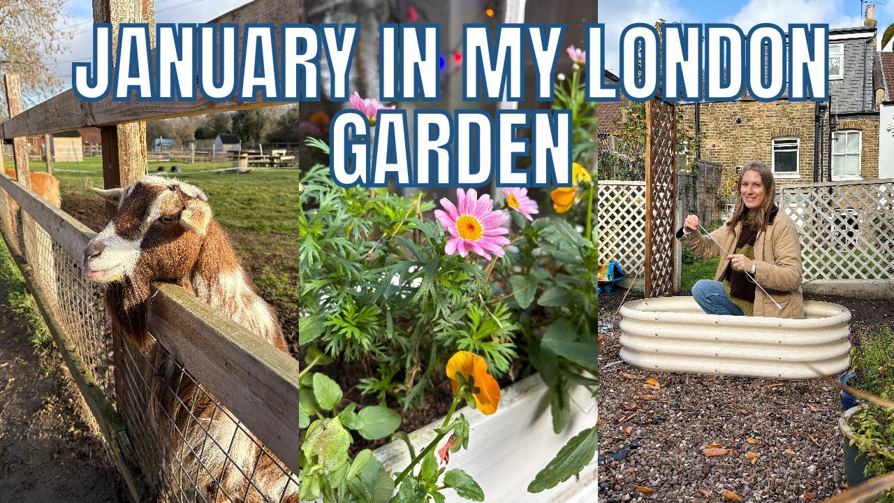 MY LONDON GARDEN IN JANUARY / EMMA'S SUNDAY DIARIES