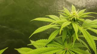 Mars Hydro TSW2000 Grow Journal  #SouthBayGenetics