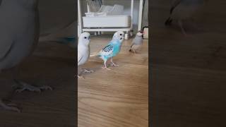 ちっちゃい鳥放鳥 2026.6.18