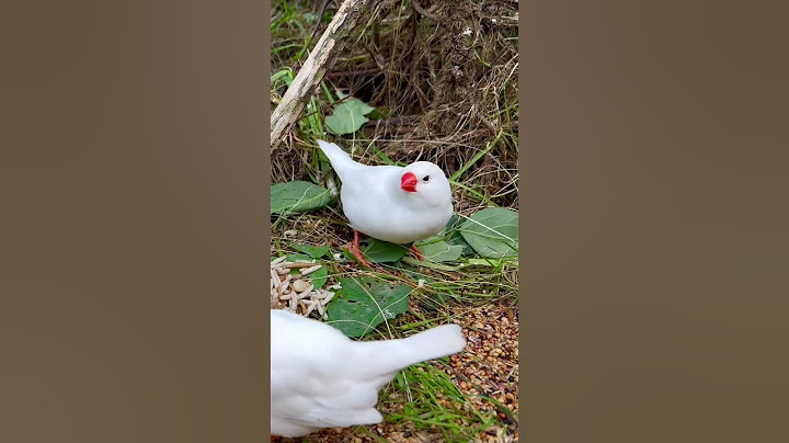 Zebra Finches | Zebra Finch Sounds | Aviary Birds