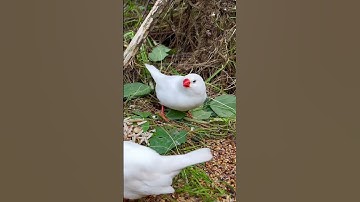 Zebra Finches | Zebra Finch Sounds | Aviary Birds