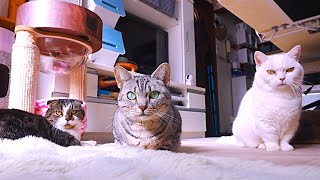 暖かい場所を見つけてリラックスする短足猫たち!