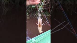 Udang narik nya gak serius #shots #shortsfeed #mancing #fishing