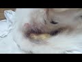 Louise/Gringo 13/04/21 mise bas berger blanc suisse